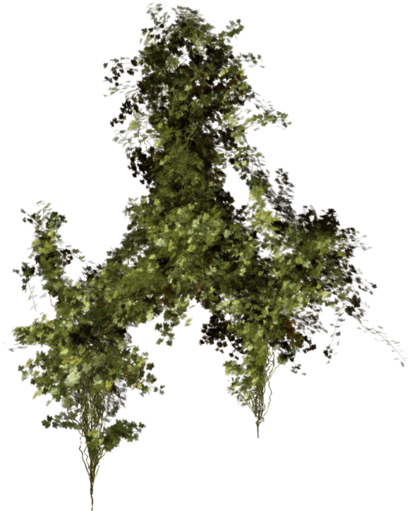 Green Leaves Png Images Free Download Pictures - Végétation Png (600x788), Png Download