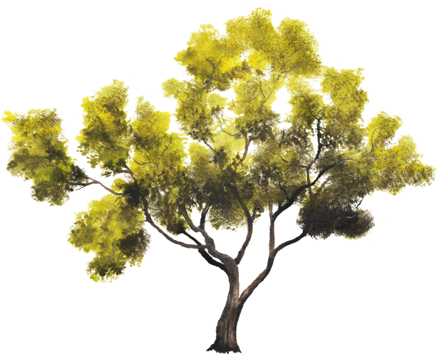 Arboles De Nance - Arbol De Nance Png (750x502), Png Download