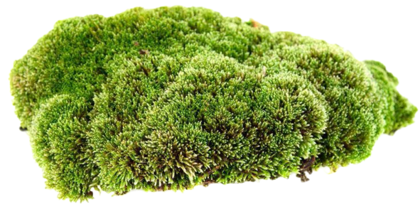 Moss Png Clip Black And White - Moss With White Background (600x400), Png Download