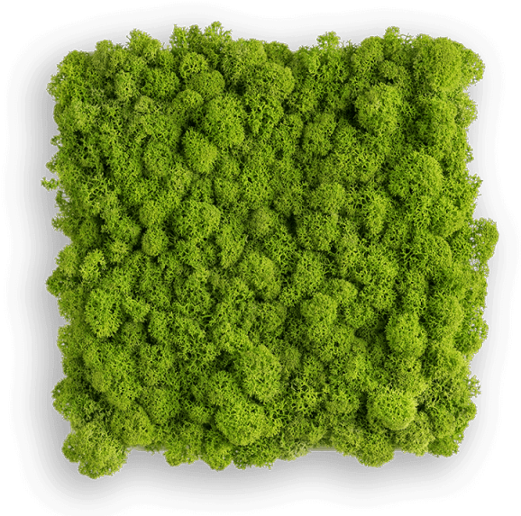 Reindeer Moss Picture - Wandschmuck Islandmoos (600x593), Png Download