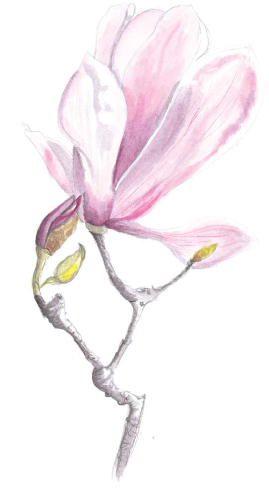 Magnolia (1000x1415), Png Download