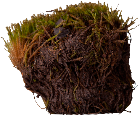 3d View - Angled Paludella Moss (550x420), Png Download