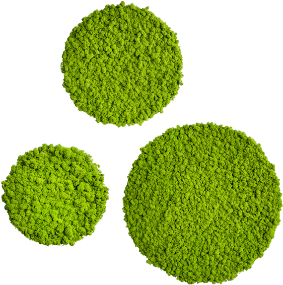 Reindeer Moss Type - Moss Circle (600x600), Png Download