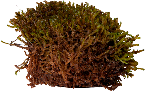 3d View - Mosses Transparent (550x420), Png Download