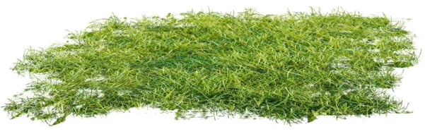 Ground Png Clipart - Moss (600x600), Png Download