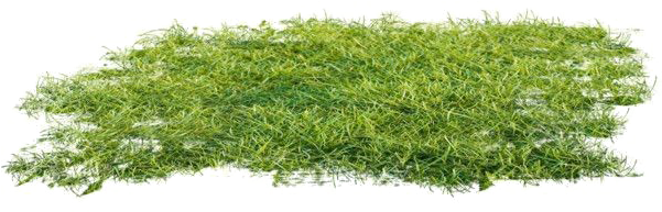 Ground Png Clipart - Moss - Free Transparent PNG Download - PNGkey