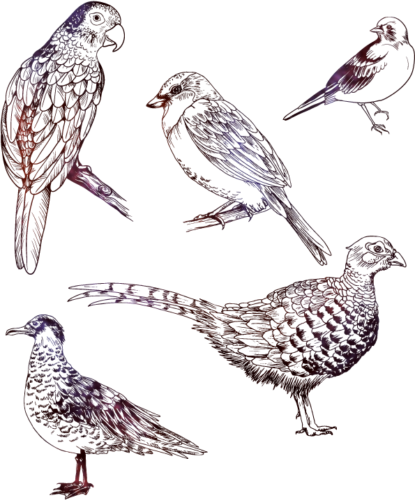 Contour Birds On Behance - Drawing (600x733), Png Download