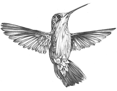 Check Out New Work On My @behance Portfolio - Anna's Hummingbird Vintage Art (404x316), Png Download