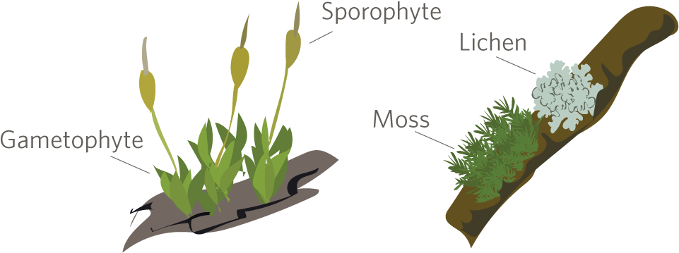 It's Moss Week On Inaturalist Mar - Bryophytes Png (1000x400), Png Download