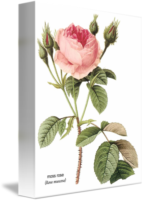 Moss Rose - Cafepress Pierre-joseph Redoute Rose 84" Curtains (464x650), Png Download