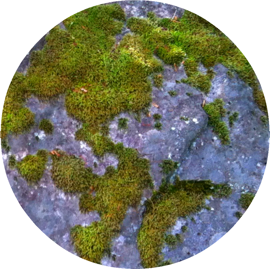 Moss (888x888), Png Download