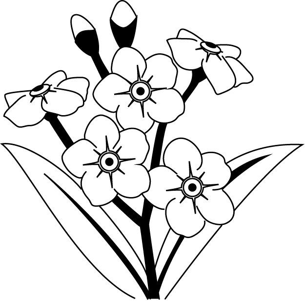 Banner Royalty Free Library Black And White Google - Black And White Forget Me Not Clip Art (625x617), Png Download
