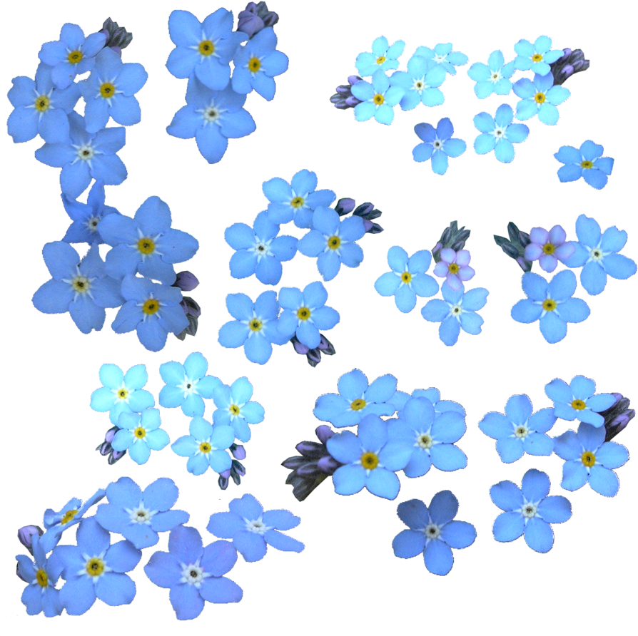 Picture Black And White Stock Forget Me Not Flowers - Scorpion Grasses (900x900), Png Download