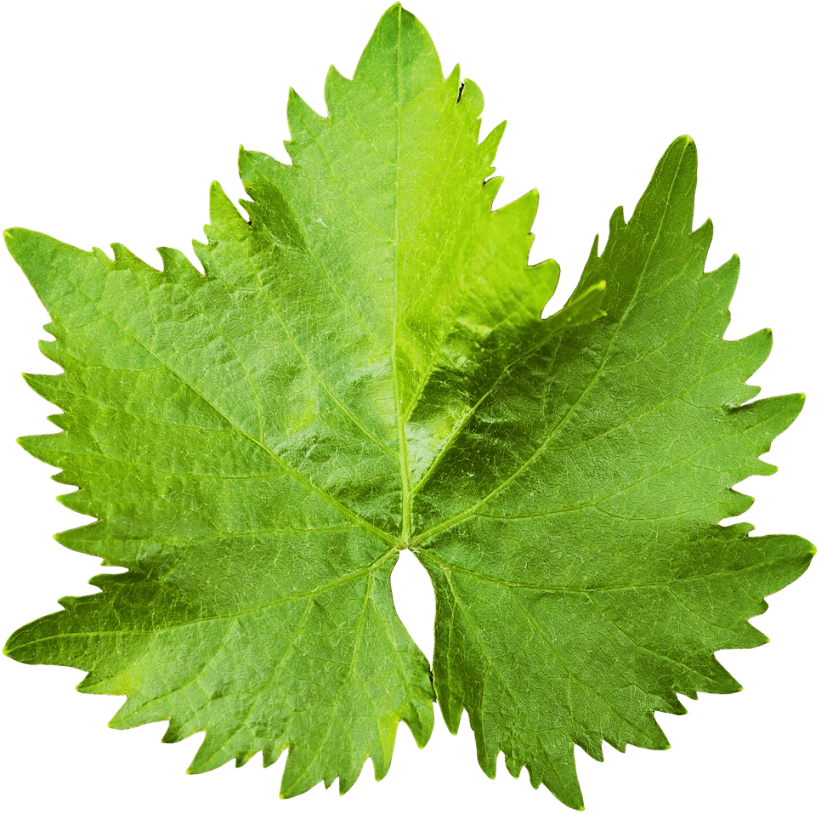 Download Grape Vine Leaf Png Image - Grape Vine Leaf Png (500x492), Png Download