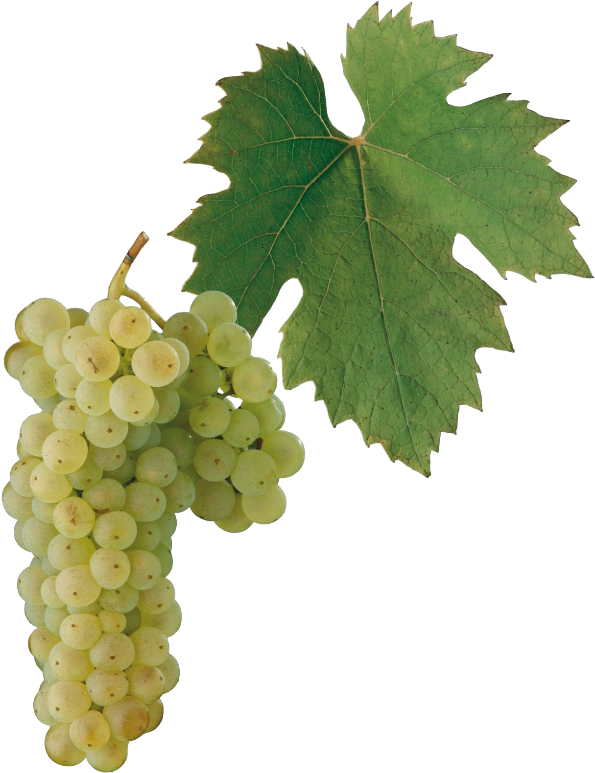 Image - Welschriesling Grape (1600x1600), Png Download