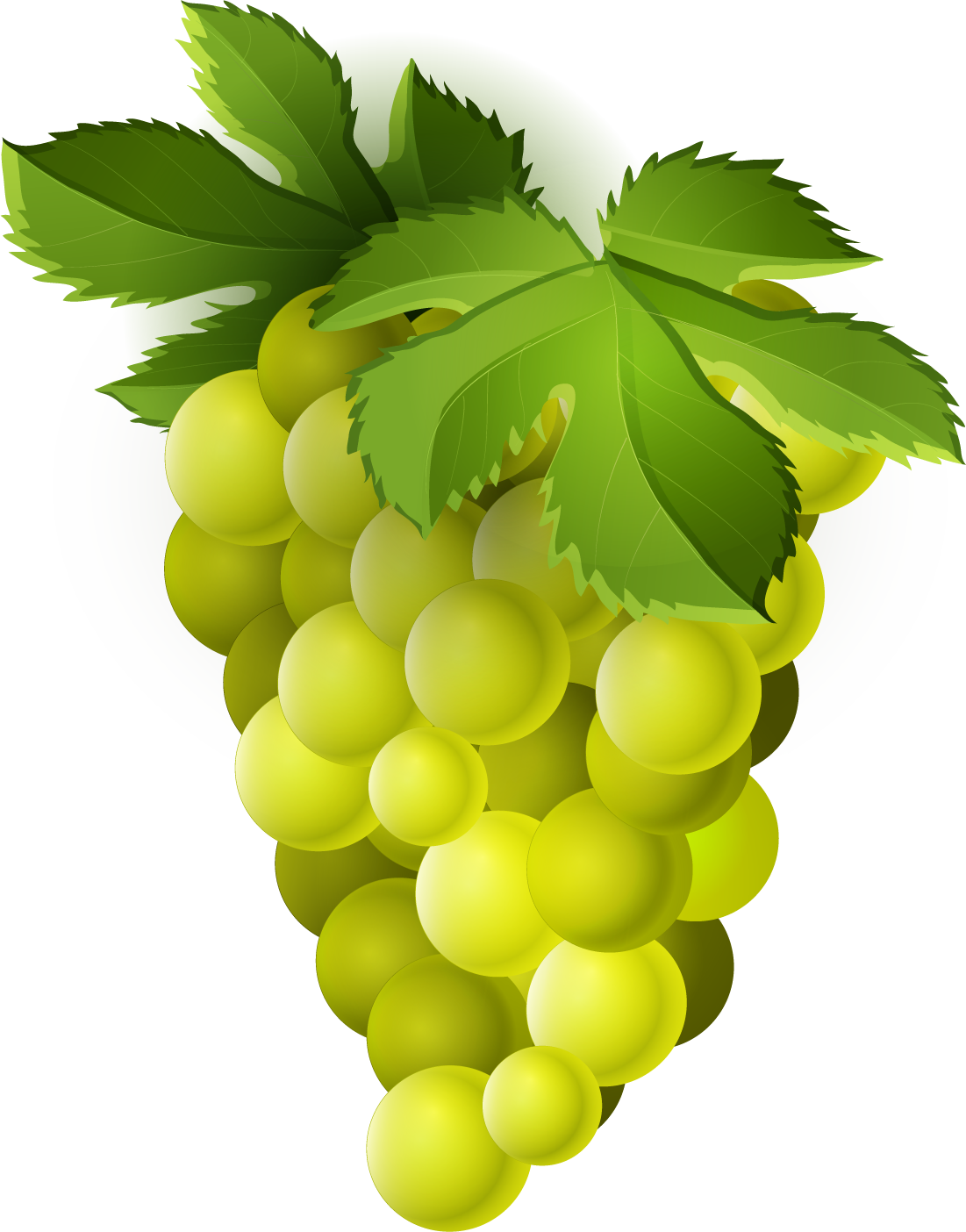 Grape Png Trans - Green Grapes Fruit Clipart Png (1101x1404), Png Download