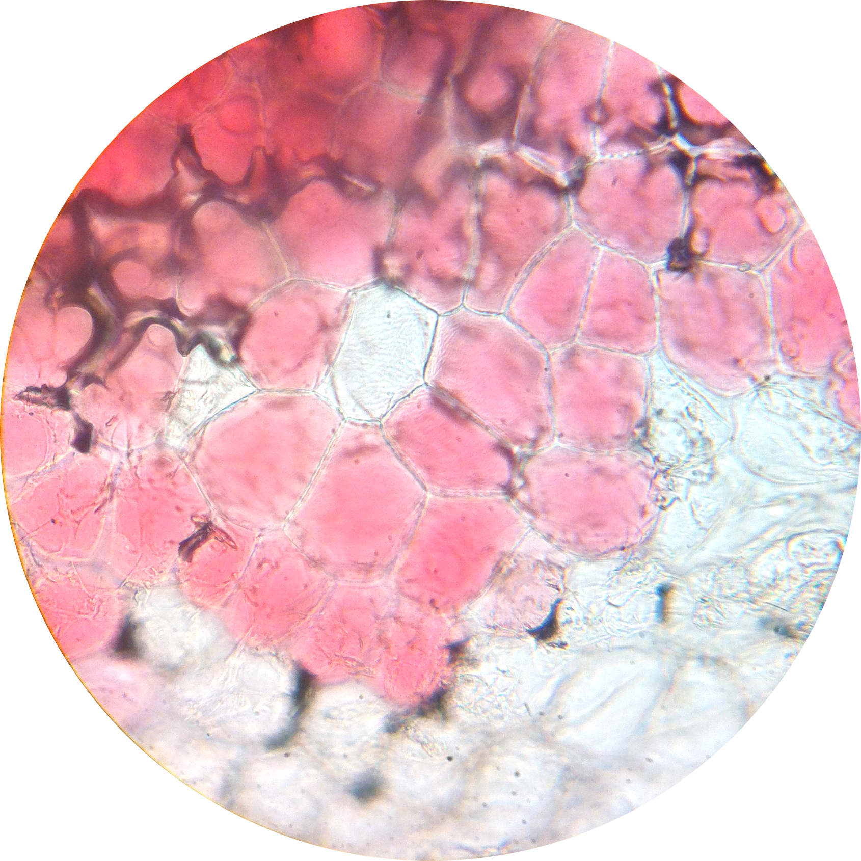 Flower Petal 2 400× - Flower Petal Under Microscope (1690x1690), Png Download