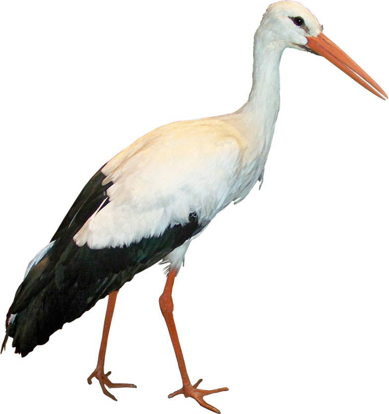 Stork Png (785x835), Png Download