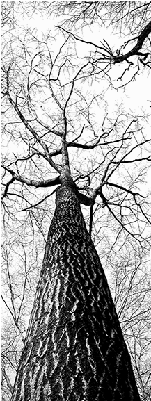 Tall Tree Door Mural - La Maison Dans L'arbre [book] (576x576), Png Download