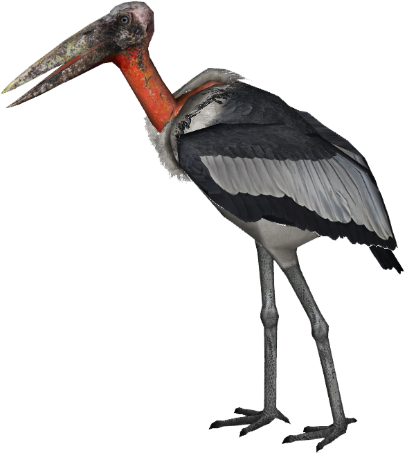 Giant Marabou Stork 1 - Марабу Png (653x653), Png Download
