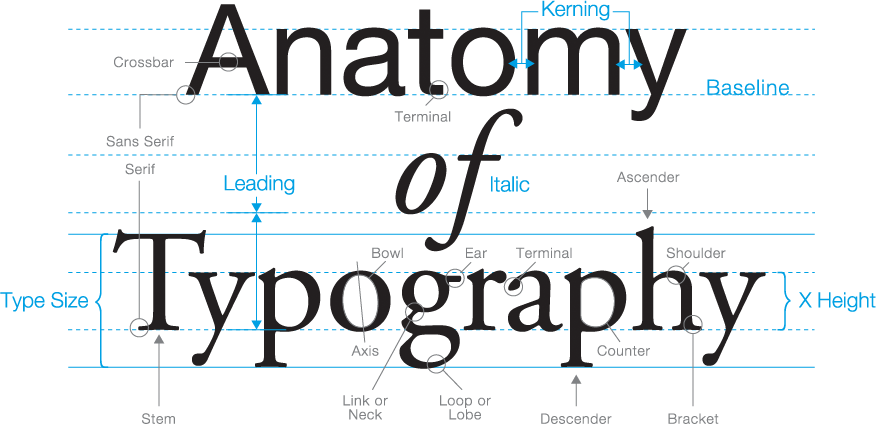 Anatomy Of Typography - Anatomy Of Type (876x424), Png Download