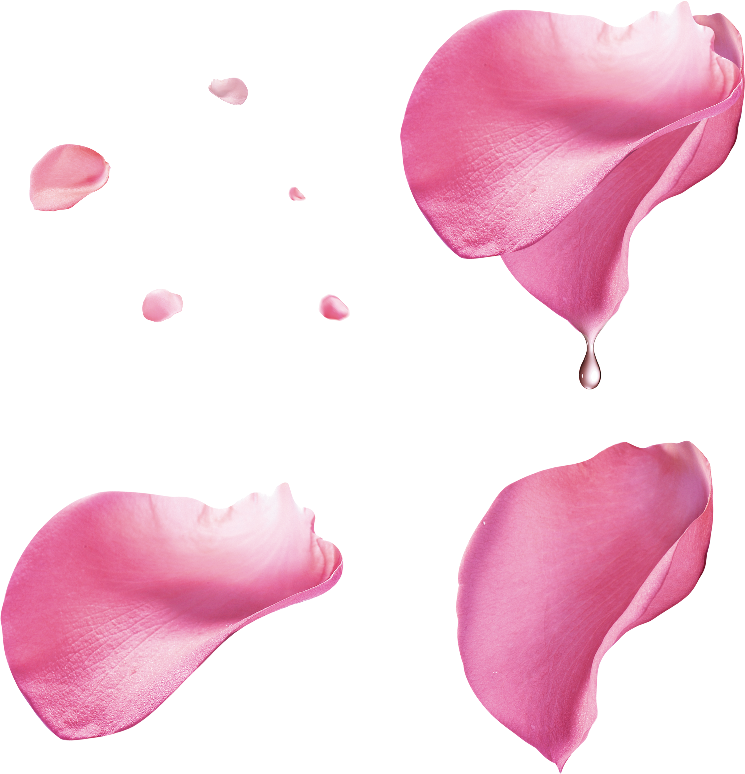 Rose Roses Petal Petals Rosepetals Pink Flowers Flower - Pink Rose Petals Png (1024x1109), Png Download