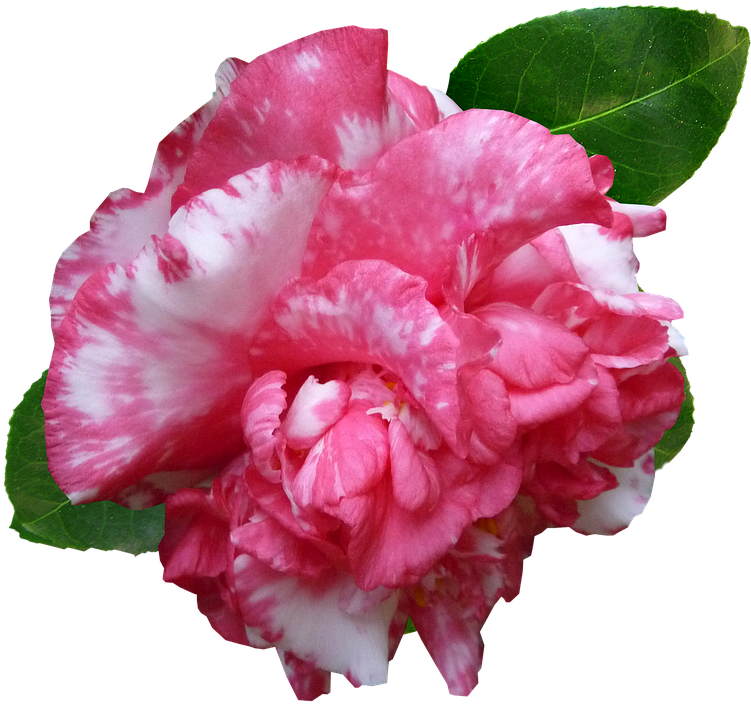 Flower, Camellia, Pink, Garden, Cut Out - Camellia (758x720), Png Download