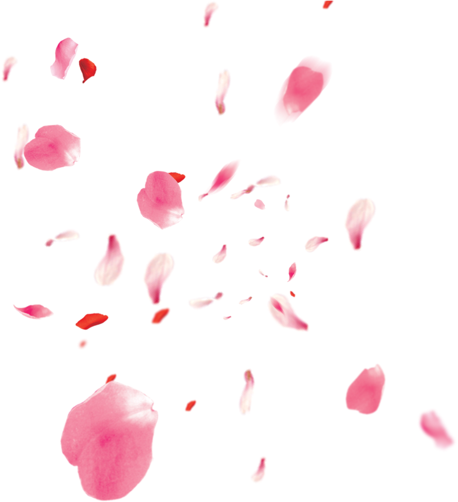 Flowers Petali Rose Petals Petalsofroses Pink Love - Flor De Cerezo Petalos Png (1024x1024), Png Download