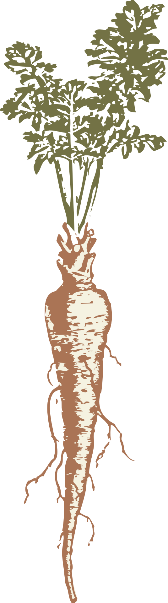Parsnip Drawing Clip Art - Carrot Root Drawing (960x1920), Png Download