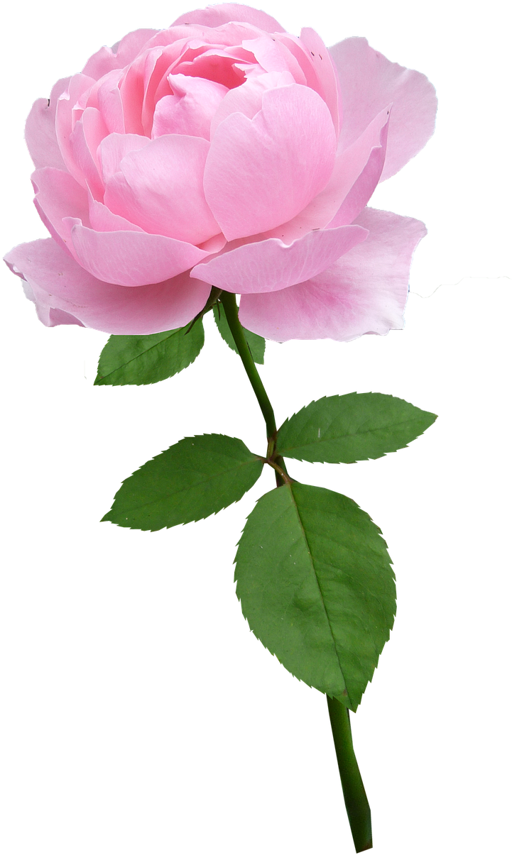 Rose,stem,pale Pink,flower,bloom,free Pictures, Free - Pink Rose With Stem Png (760x1280), Png Download