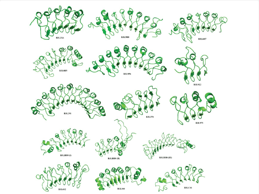 Horse Shoe Shaped Structure Of Llrs Present In Putative - Protein (850x638), Png Download