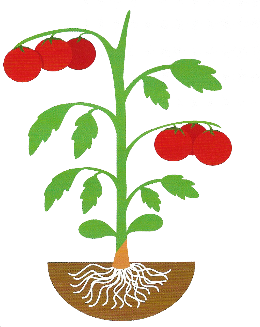 Eggplant Clipart Stem - Art (1069x1285), Png Download