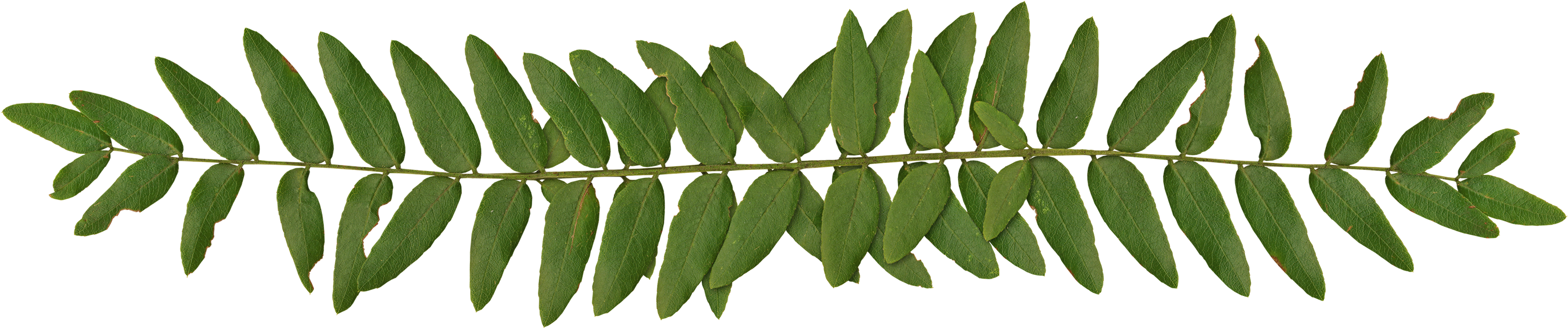 Fern-border - พี่ ทับทิม พี่ ปลื้ม (2000x445), Png Download