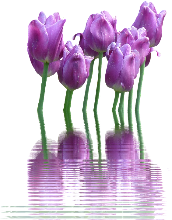 Spring Flower Png Transparent - Best Gift - Tulip Flower Canvas Hoodie/t-shirt/mug (631x720), Png Download