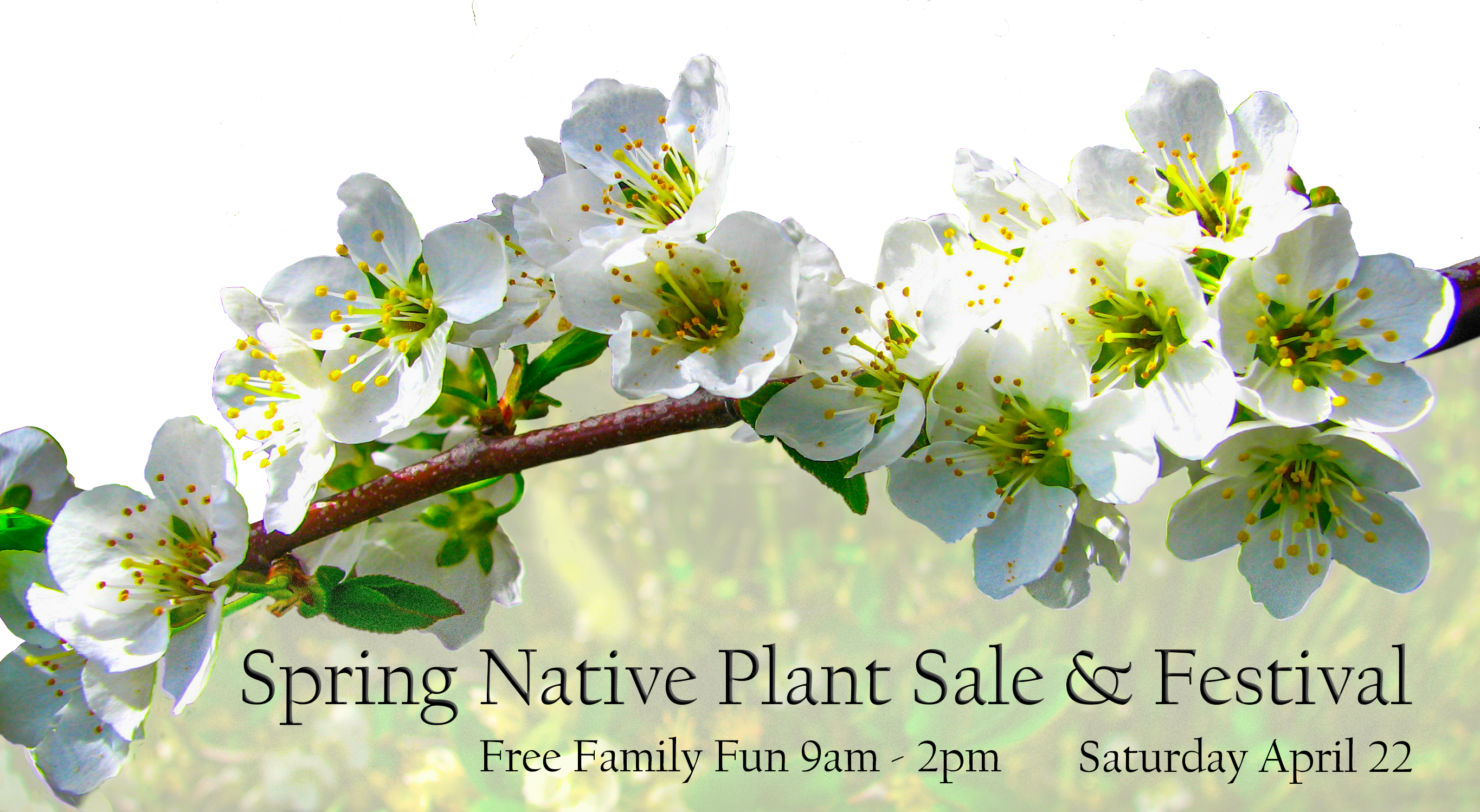 Spring Flower - Winter Aconite (2730x1498), Png Download