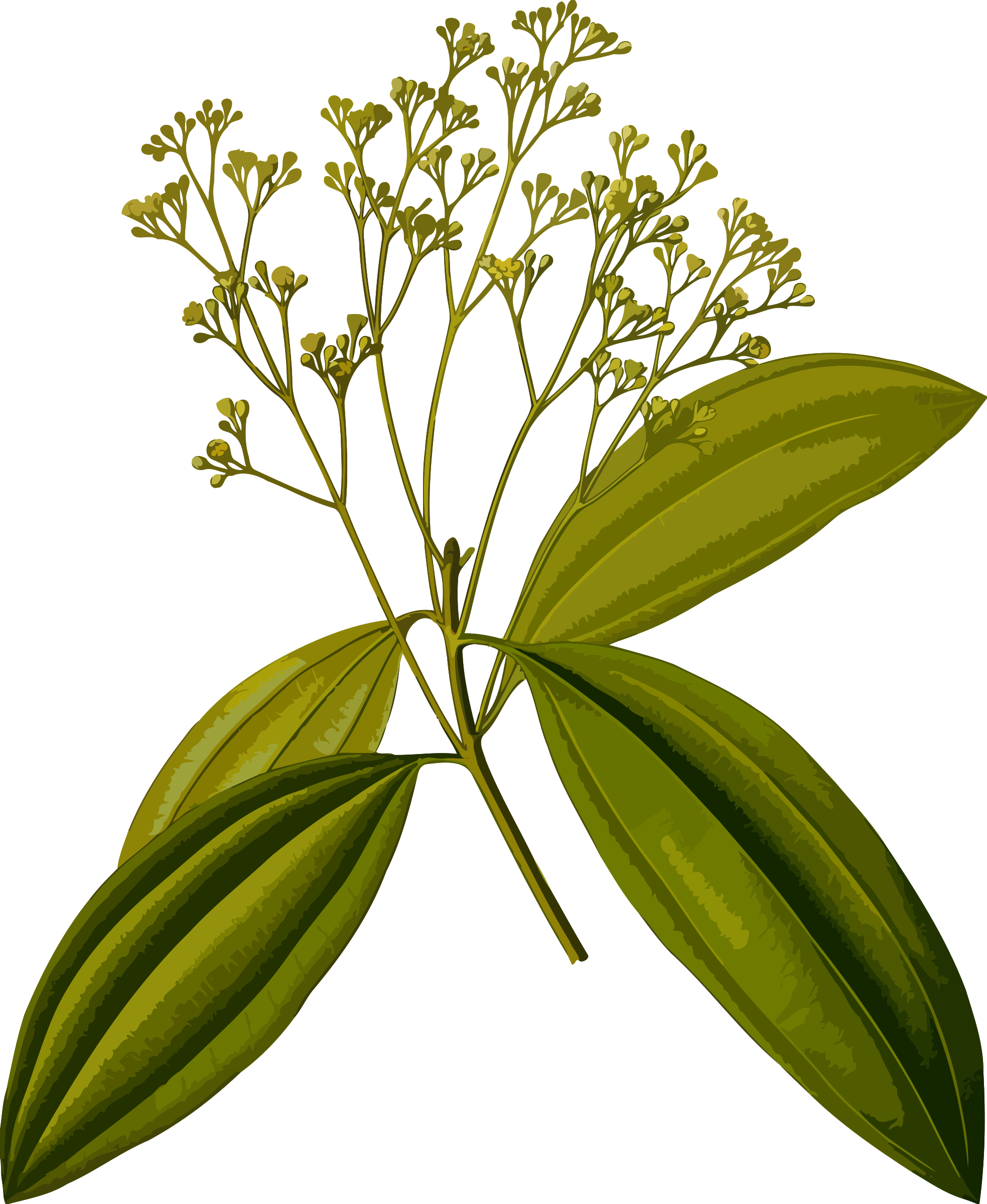 This Free Icons Png Design Of Chinese Cinnamon (1967x2400), Png Download