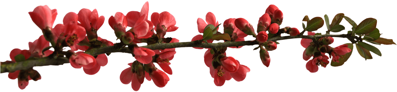 Spring Flower Buttons On Branch Png - Flower Branch Png (1280x365), Png Download