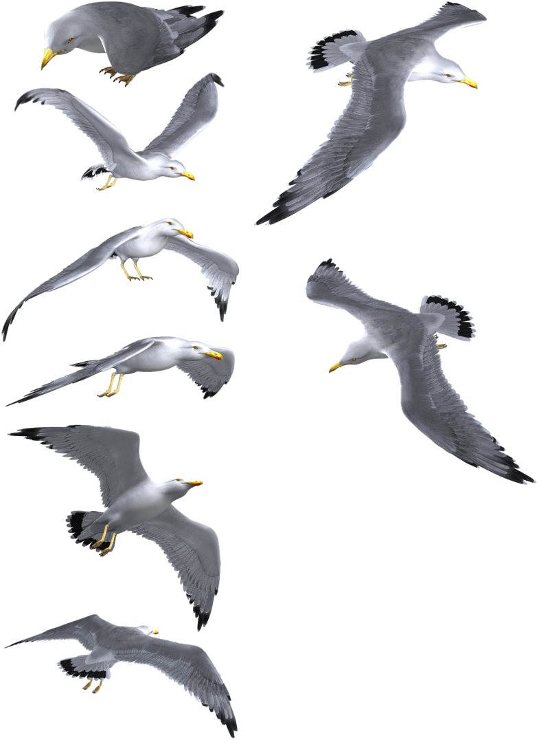 Flying Seagull Png - Common Gull (900x1252), Png Download