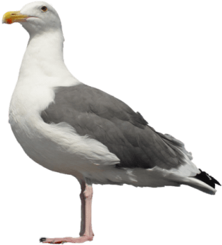 Free Png Gull Png Images Transparent - Seagull Standing (850x563), Png Download