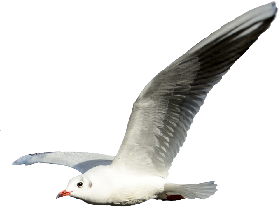 Seagull Transparent Png - Seagull Flying No Background (1024x780), Png Download