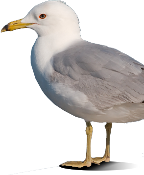 Bird Gard Electronic Bird Repellent Seagull - Seagull Transparent (322x398), Png Download