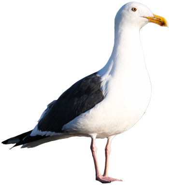 Gull Png - California Gull No Background (350x383), Png Download