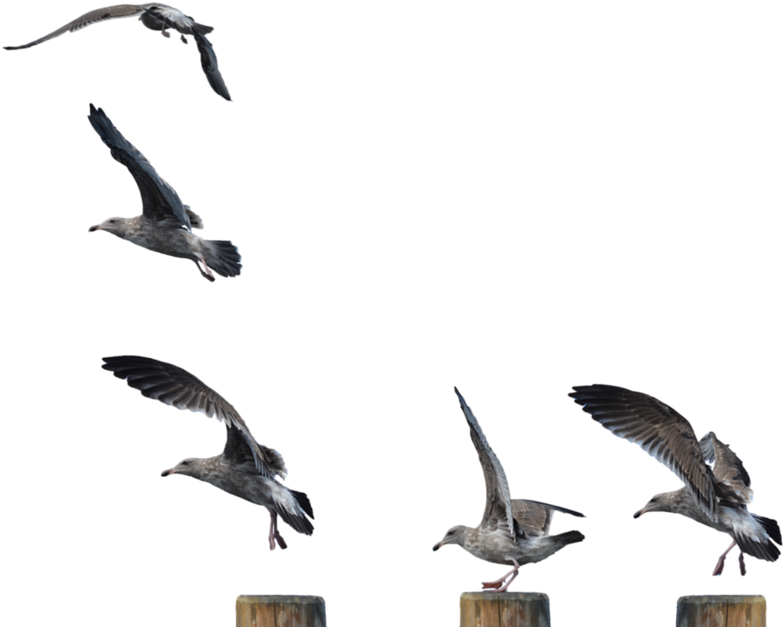 Publicat De Eu Ciresica La - Seagulls Standing Png (800x682), Png Download