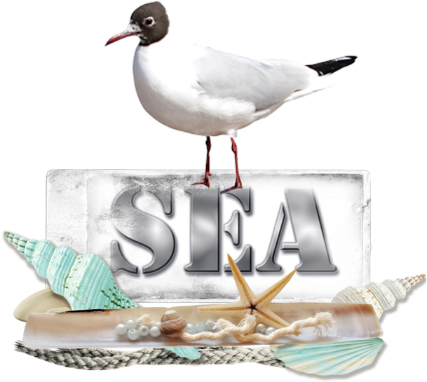 Seagulls - Laughing Gull (650x593), Png Download