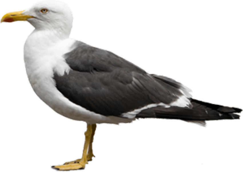 Free Png Gull Png Images Transparent - Gulls With Transparent Background (850x600), Png Download
