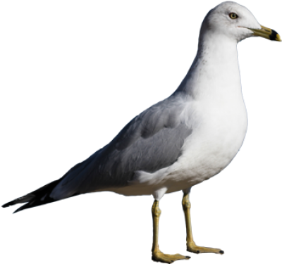 Black Headed Gull Png (400x375), Png Download