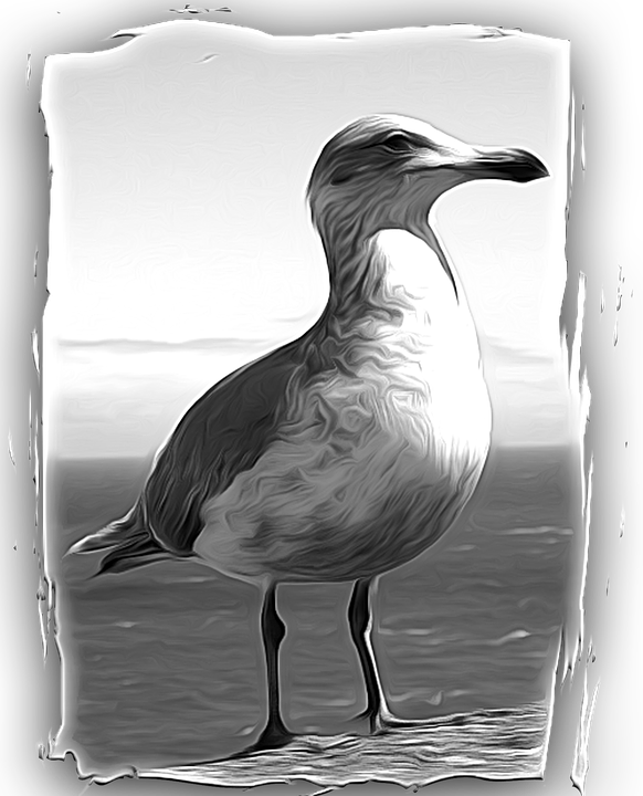 Download Seagull Bird Feathered Painterly Animal Wild Bird