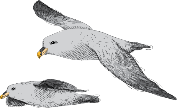 Abundant Sea Bird Found Primarily In Subarctic Regions - Great Black-backed Gull (600x368), Png Download