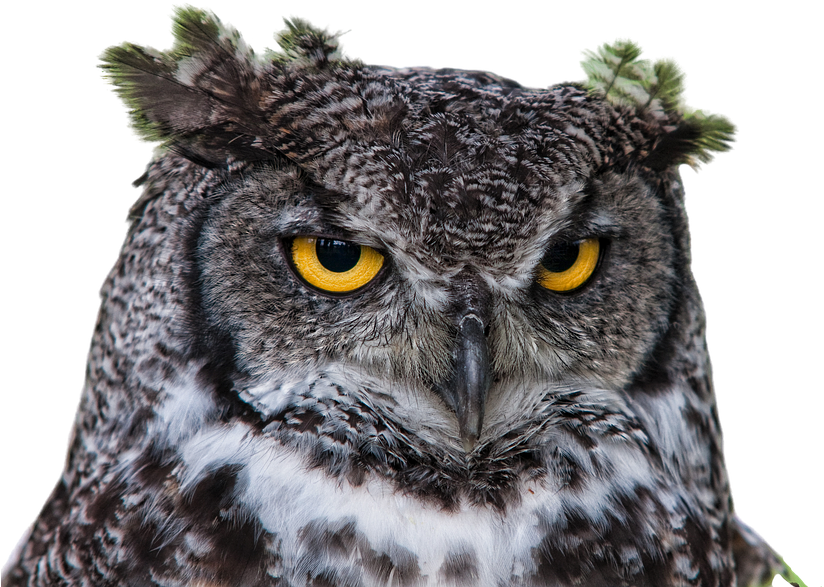 Peel N Stick Poster Of Raptor Grand Duke Owl Png Clipping - Brown Und Weiße Eule Mit Intensiven Gelben Augen Taschenspiegel (960x640), Png Download