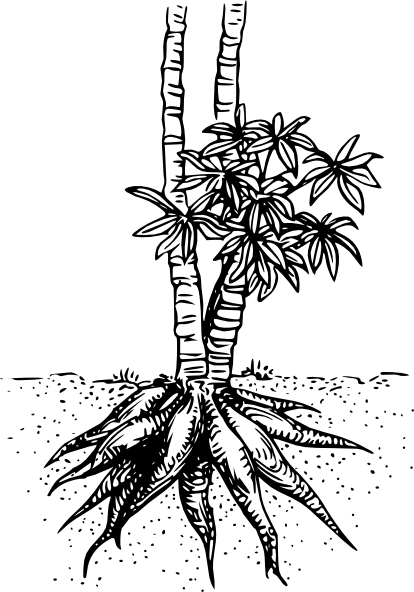 Cassava Yuca Clip Art Free Vector - Cassava Plant Clipart Black And White (414x592), Png Download